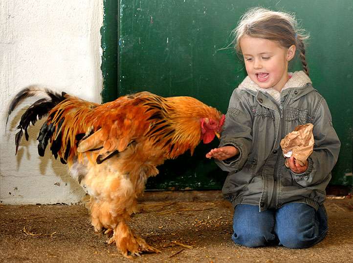 feeding farm animals